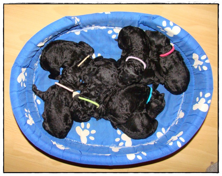 Puppies - one day old